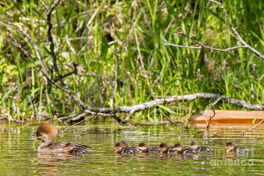 Mother Merganser Photograph by Natural Focal Point Photography