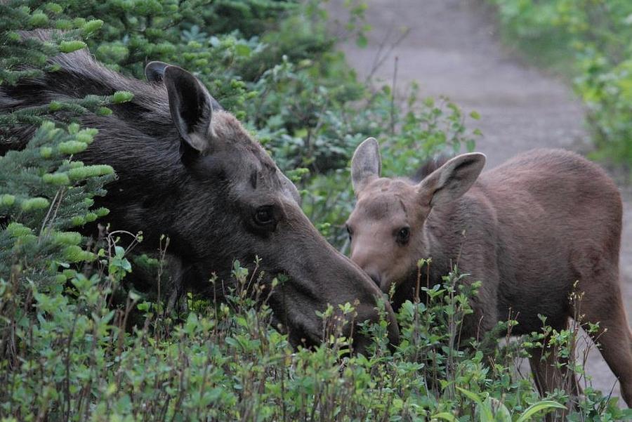 Mother Moose and Calf Photograph by Michael Citrini - Fine Art America