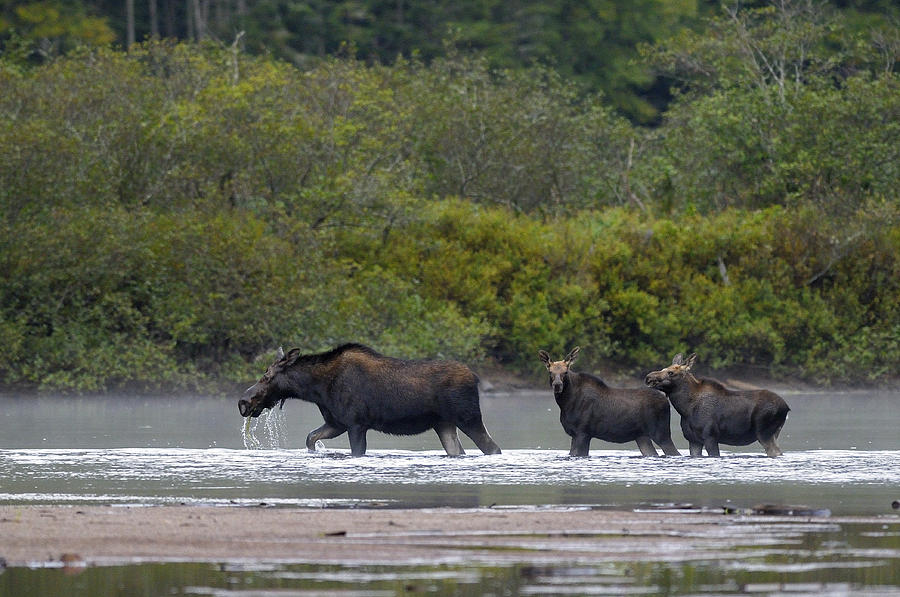 Mother Moose And Children Photograph By Philippe Francis - Pixels