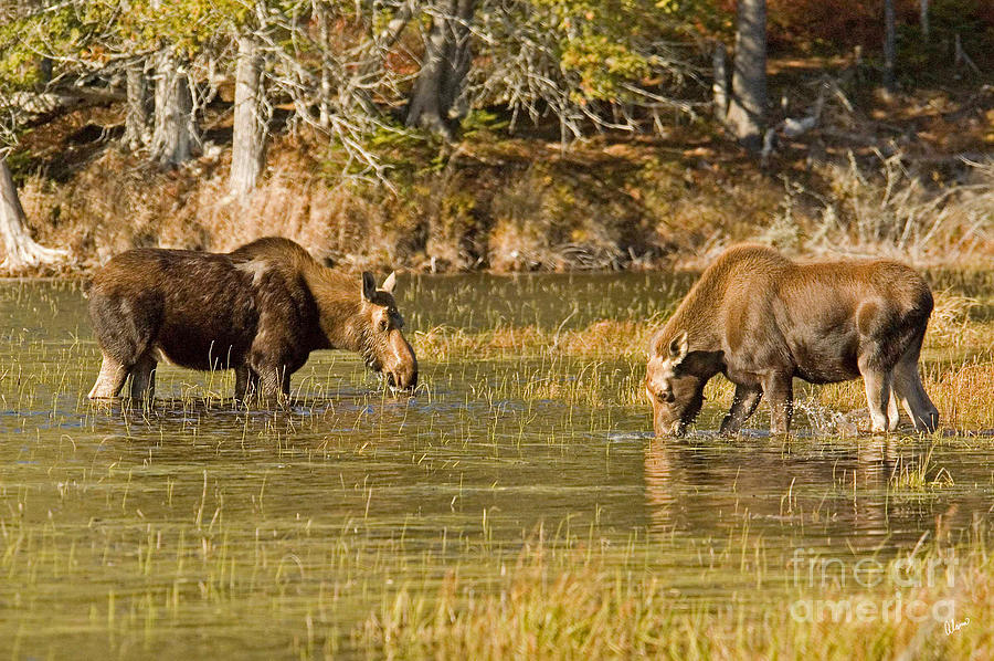 Mother Moose and Her Calf Photograph by Alana Ranney