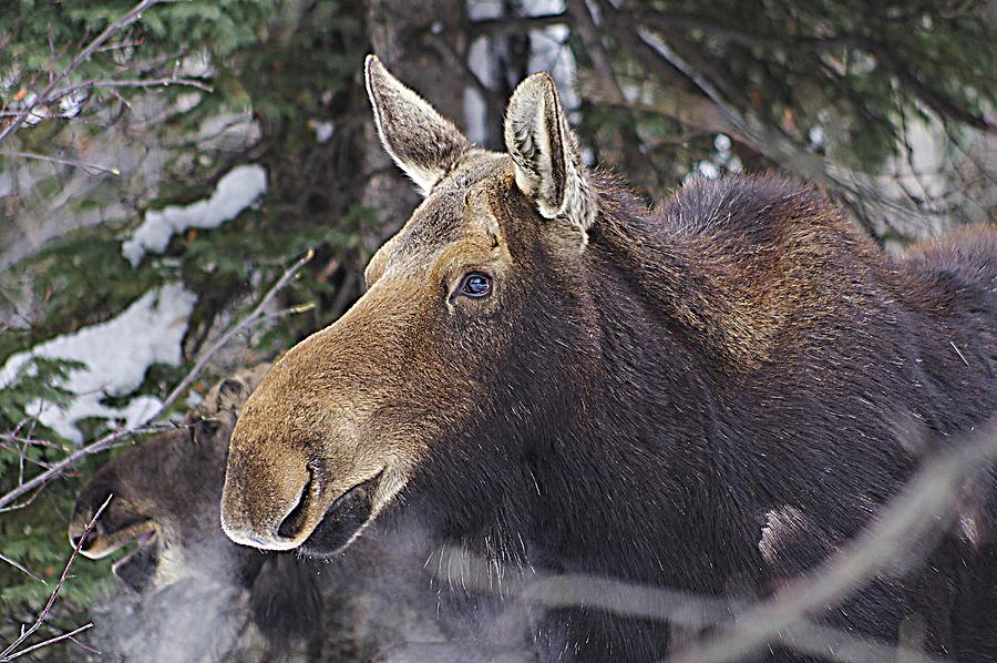 Mother Moose Photograph by Matt Helm