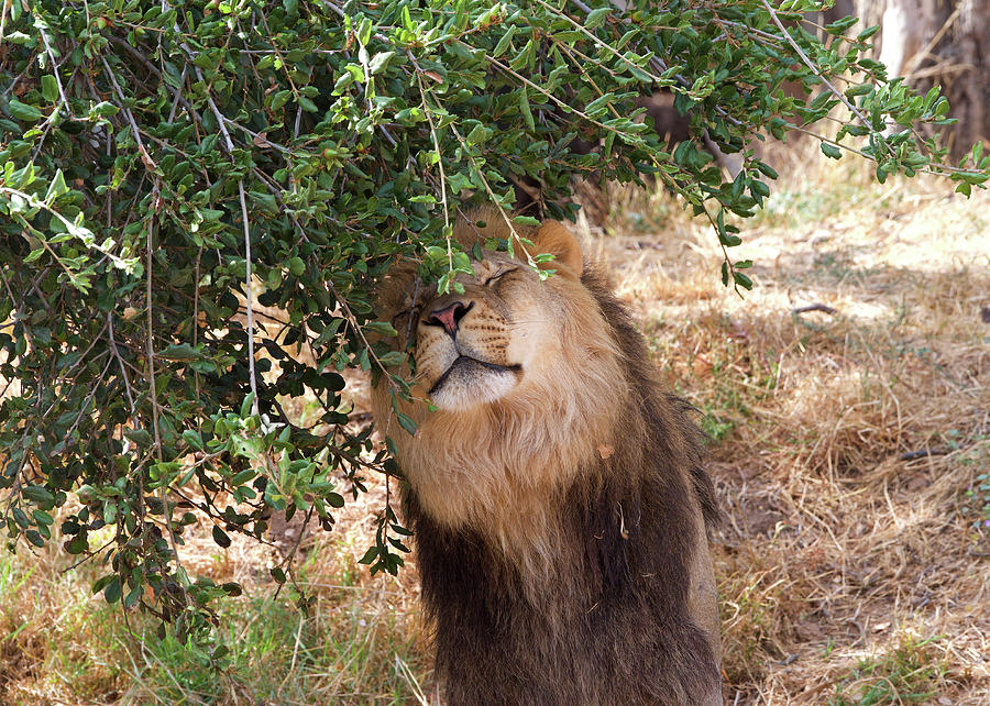 Mother Nature petting a Lion Photograph by Sheila Fitzgerald - Fine Art ...