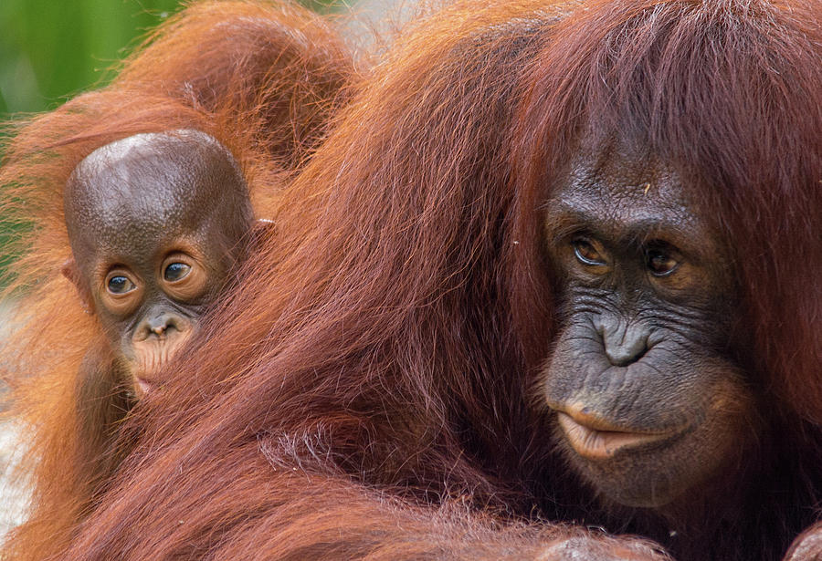 Mother Orangutan with Baby Photograph by John Black