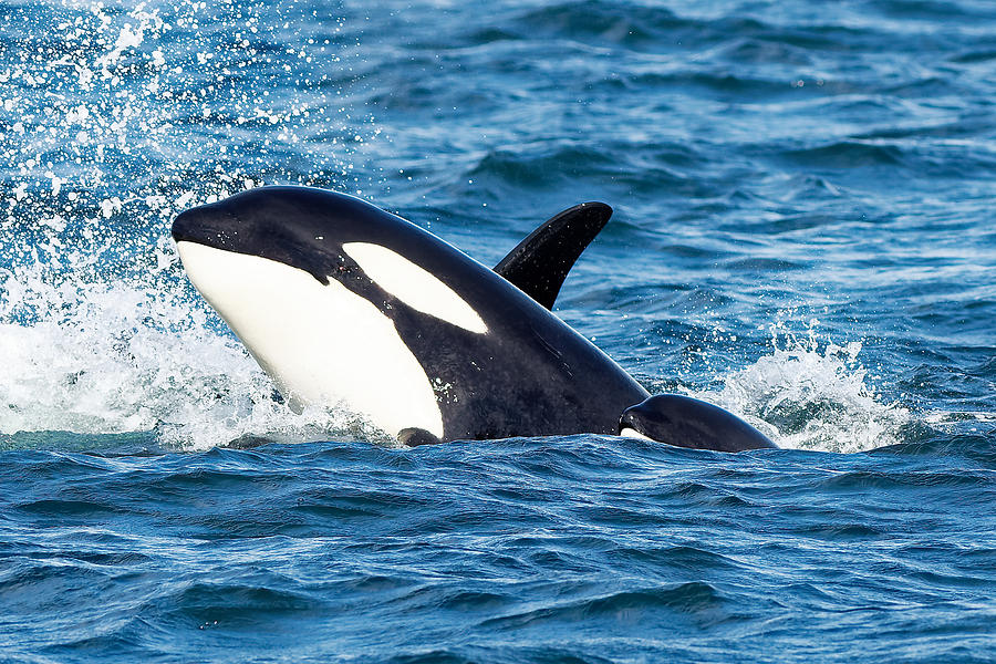 Mother Orca looking at her Baby orca Photograph by Matt Ferguson ...