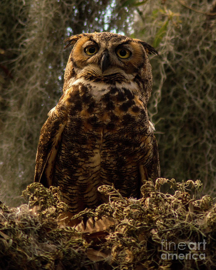 Mother Owl Posing Photograph by Jane Axman