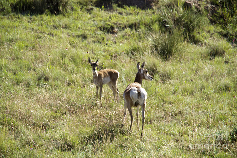 Mother Pronghorn and her baby Photograph by Jeff Swan