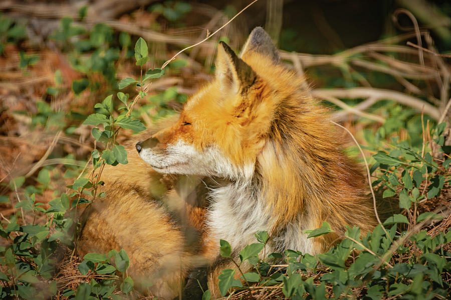 Mother Red Fox Resting Photograph by Bruce Pritchett