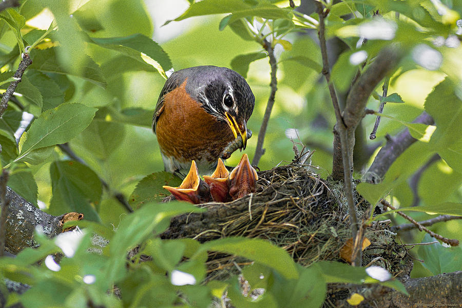 Mother Robin Feeding Her Young Photograph by Marty Saccone