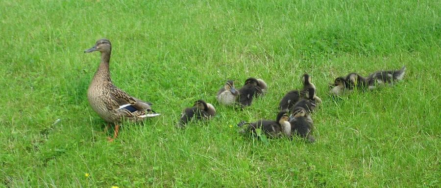 Mother Security Guard Photograph by Valia Bradshaw - Fine Art America