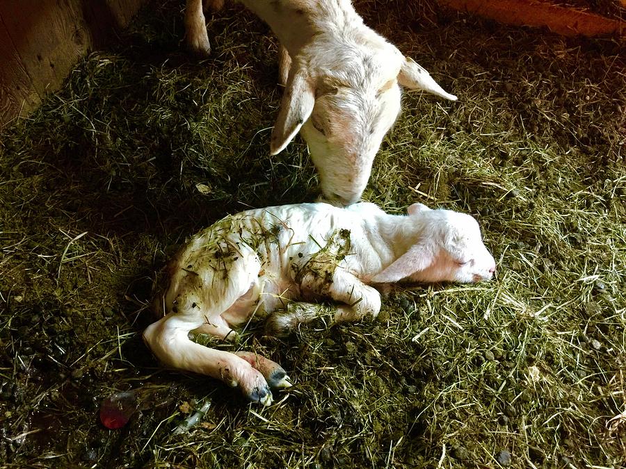 Sheep Photograph - Mother sheep cleaning her newborn lamb by Kenneth Summers Sheep Photograph - Mother sheep cleaning her newborn lamb by Kenneth Summers