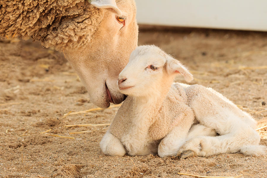 Mother Sheep with Newborn Lamb Photograph by Joni Eskridge