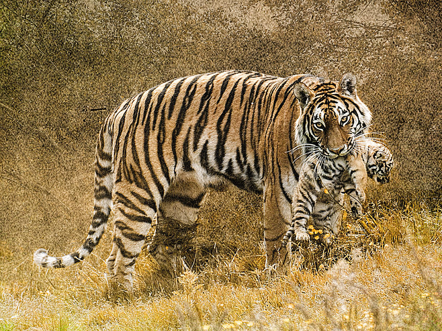 Mother Tiger and cub Photograph by Brian Tarr
