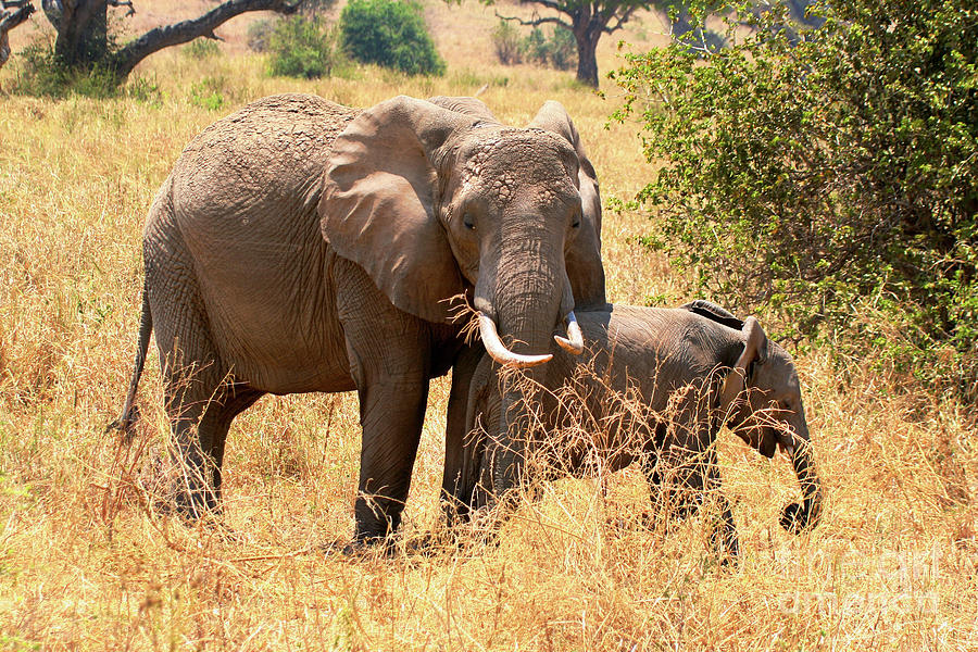 Mother with Baby Elephant Photograph by Bruce Block