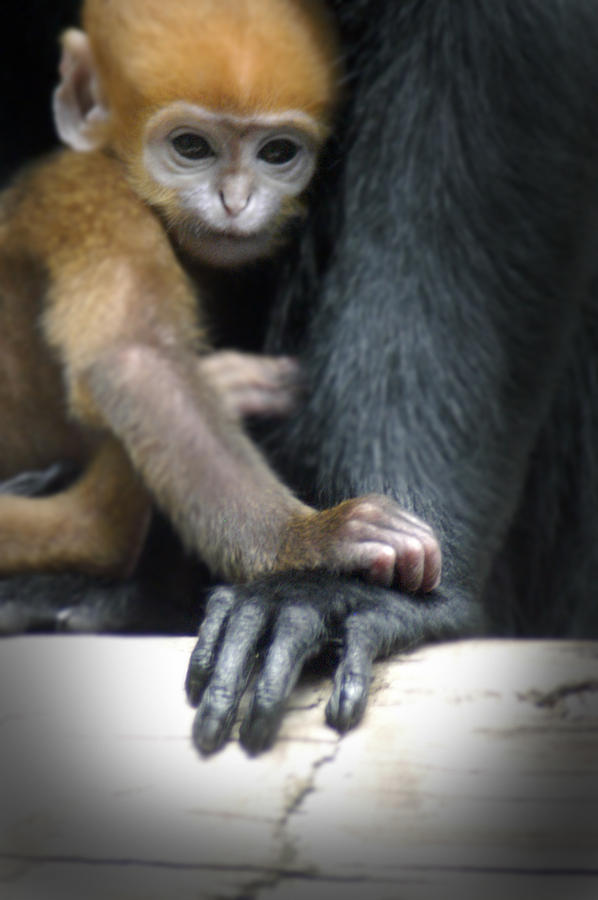 Motherhood - Primate Photograph by DArcy Evans
