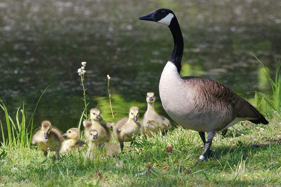 Motherly love Photograph by Rick McCulley - Fine Art America