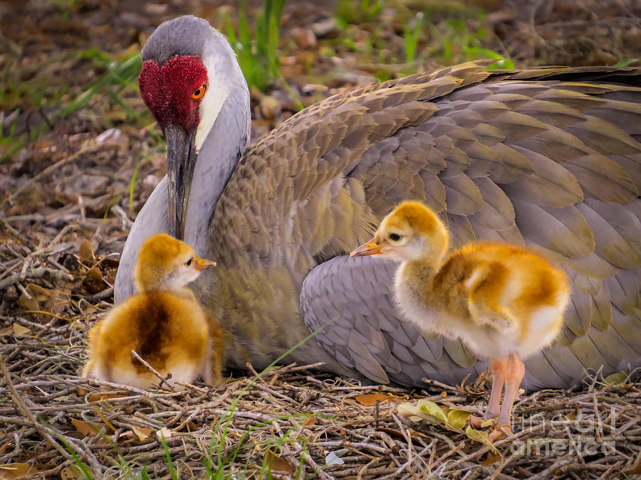 Bird Photograph - Mothers attention by Zina Stromberg