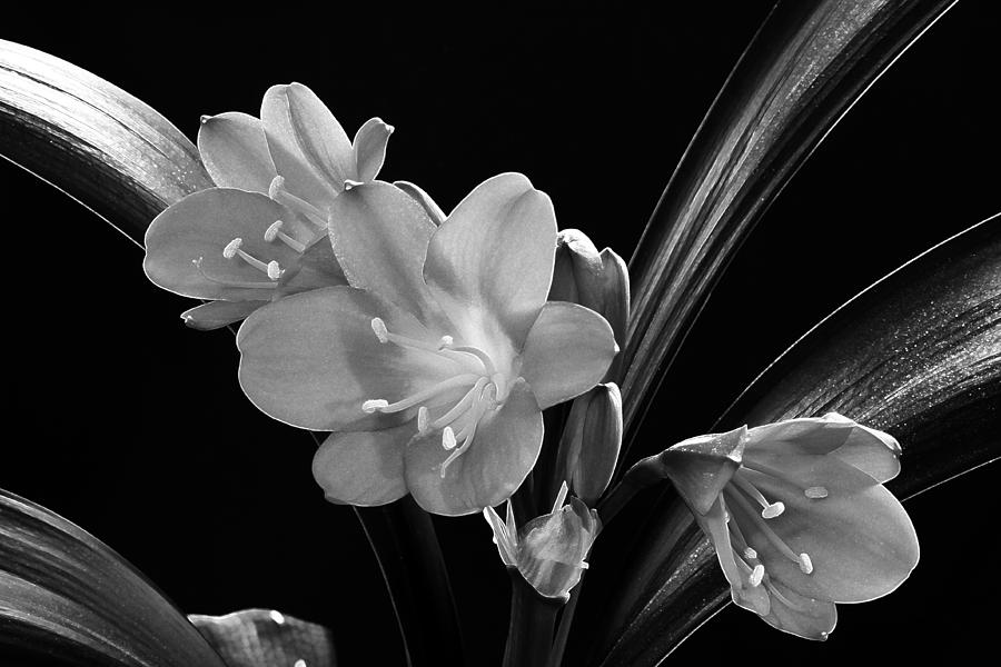 Mothers Clivia Lily Photograph by Sandra Foster