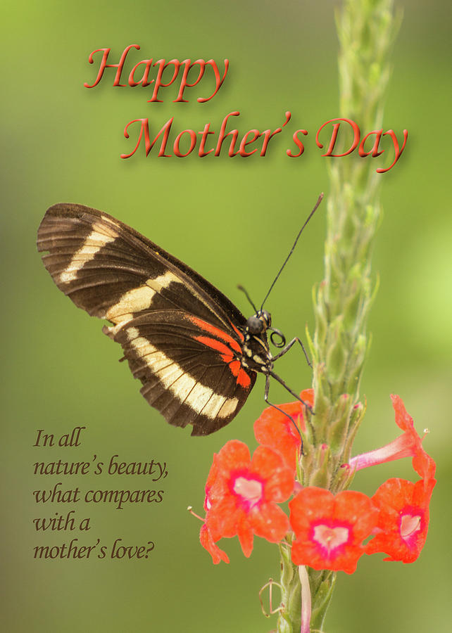 Phoenix Photograph - Mothers Day-Butterfly by James Capo