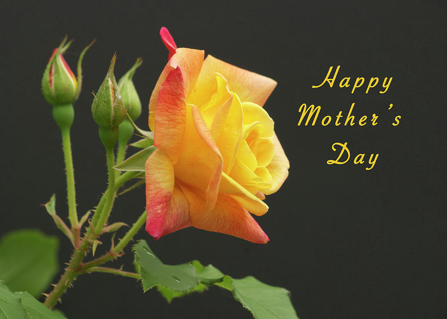 Mothers Day Photograph - Mothers Day Card 4 by Michael Peychich