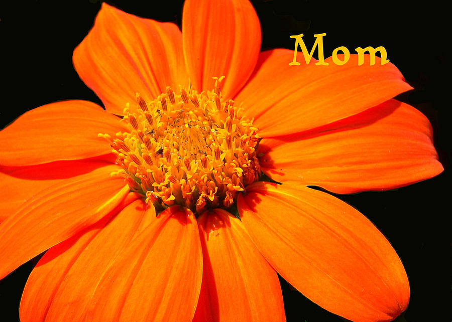Mothers Day Card Photograph by Rosalie Scanlon