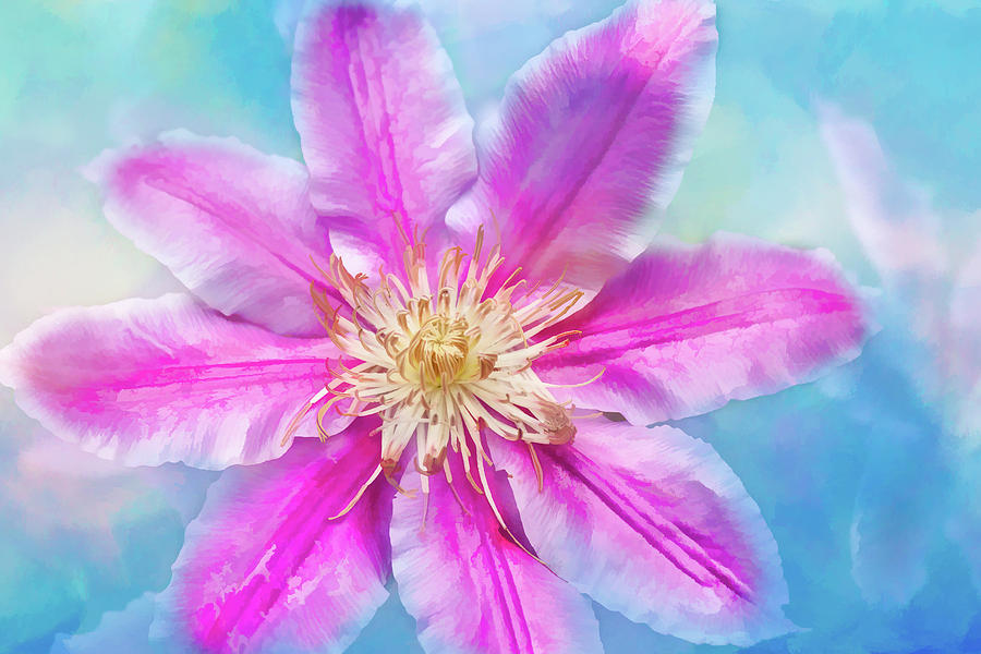 Mothers Day Clematis Photograph by Cindy Archbell - Fine Art America