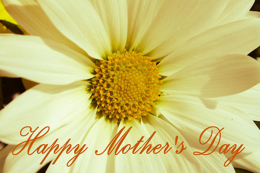 Mother's Day Daisy Card Photograph by Selena Lorraine - Pixels