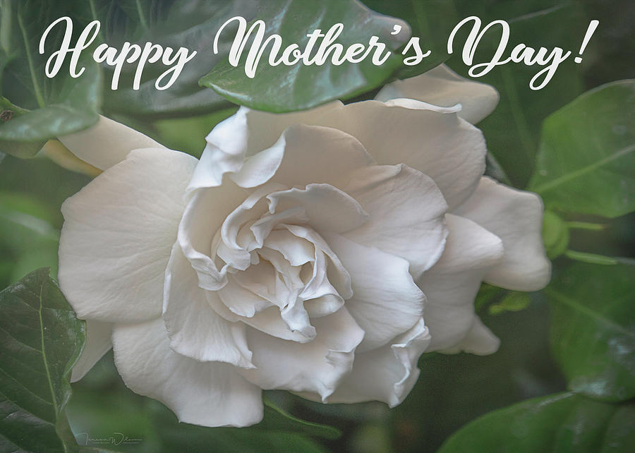 Mother's Day Gardenia Photograph by Teresa Wilson - Fine Art America