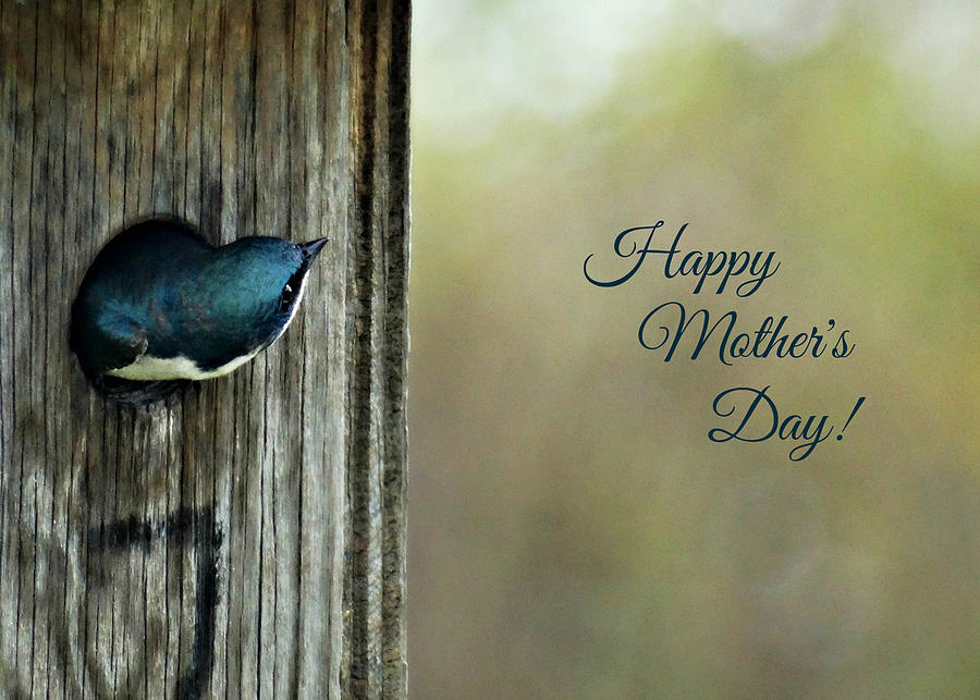 Bird Photograph - Mothers Day Keeping Watch by Dark Whimsy