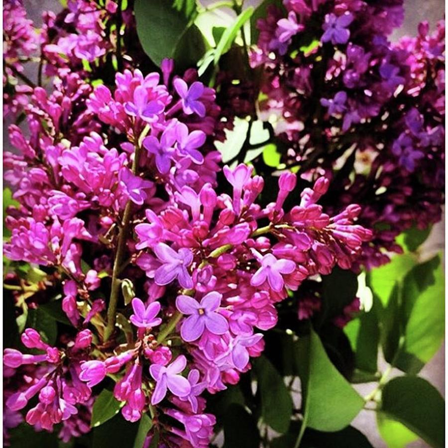 Grateful Photograph - Mothers Day Lilacs For My Mama💜 by Alexandra Foglietta