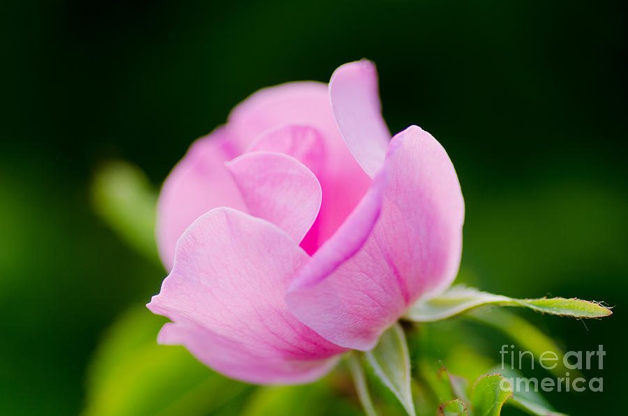 Mothers Day Rose Photograph by Nick Boren