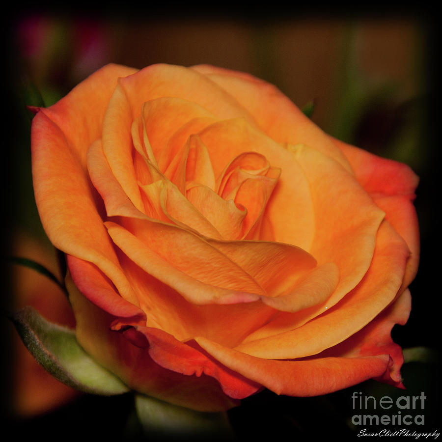 Mothers day Rose Photograph by Susan Cliett