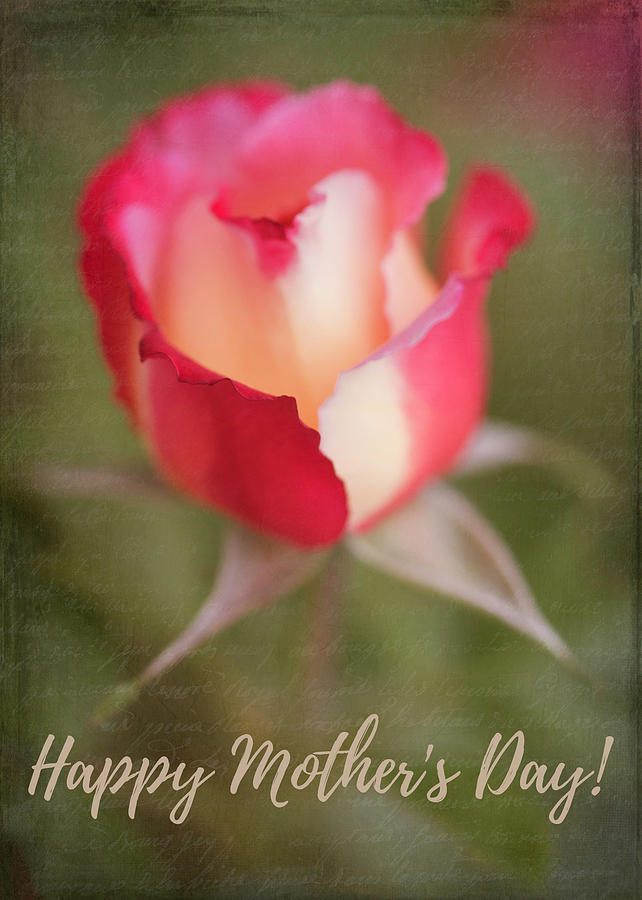 Mothers Day Rose Photograph by Teresa Wilson