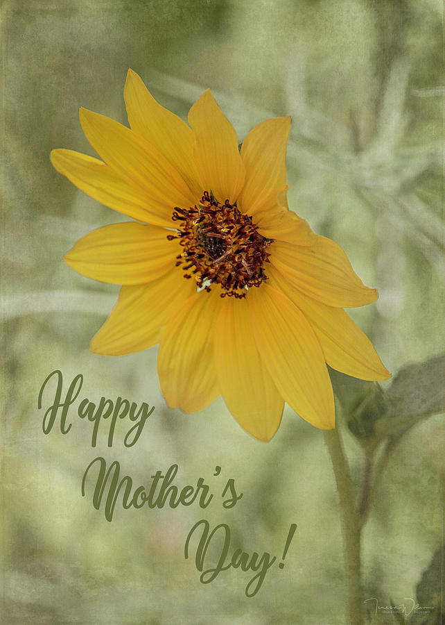 Mothers Day Sunflower Photograph by Teresa Wilson