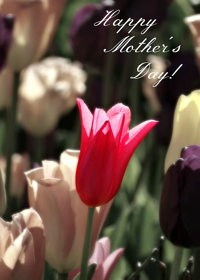 Mothers Day Photograph - Mothers Day Tulip by Dark Whimsy