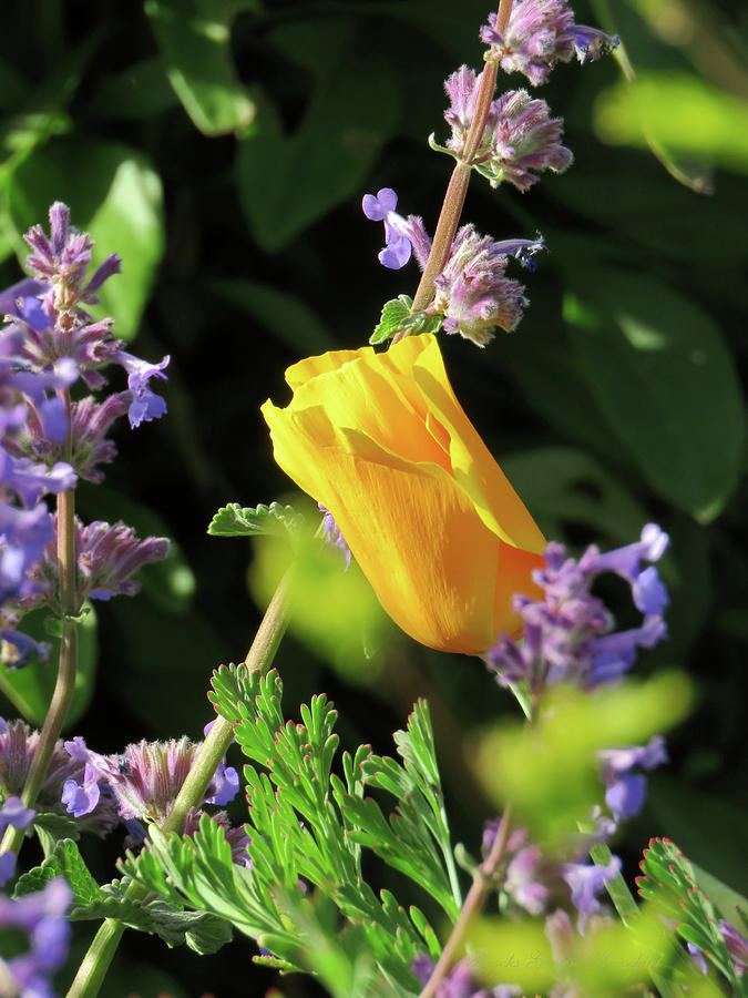 Wildflower Bouquet - Spring in the Garden  Photograph by Brooks Garten Hauschild