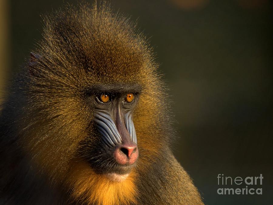 Wildlife Photograph - Mothers Finest by Jacky Gerritsen