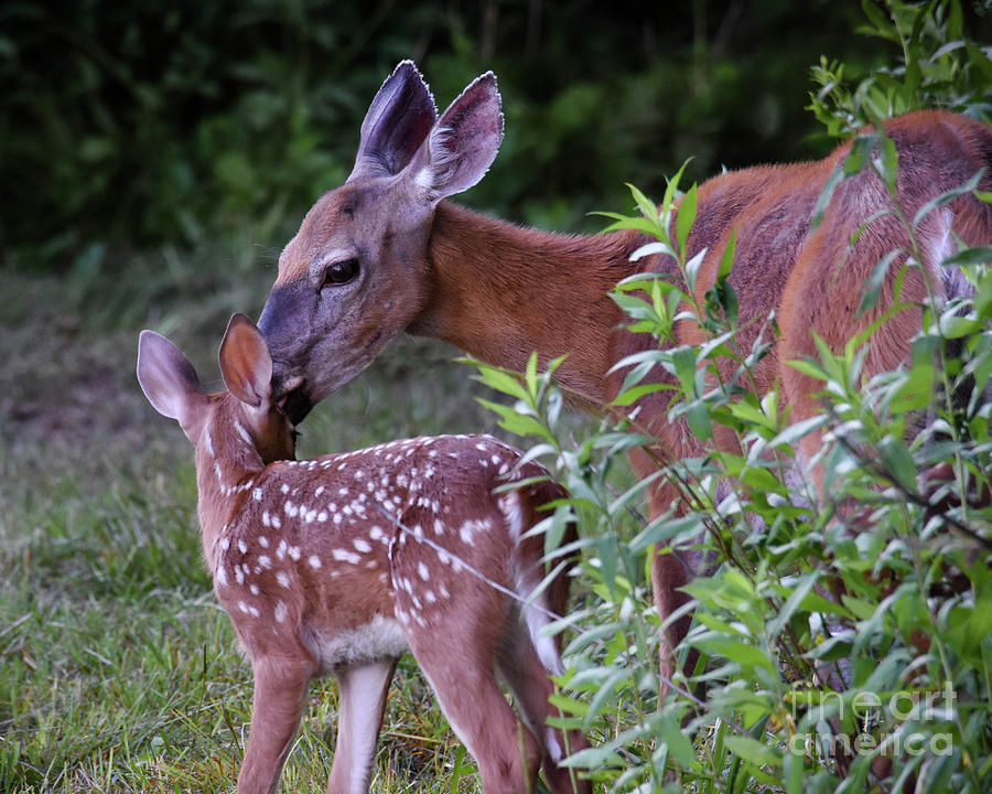 Mothers Love Photograph by Amy Porter