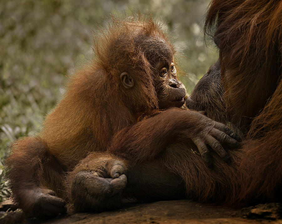 Orangutan Photograph - Mothers Love by C.s.tjandra