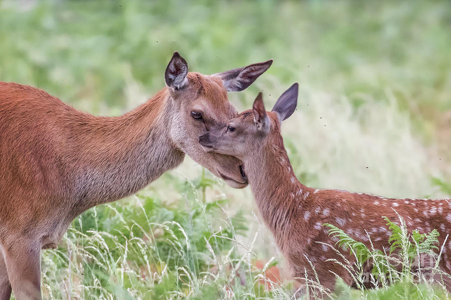 Mothers Love by Paul Farnfield Mothers Love by Paul Farnfield