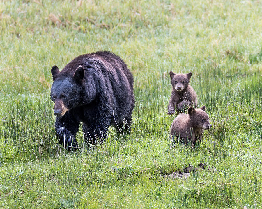 Black Bear Photograph - Mothers Love by Robert Yone Black Bear Photograph - Mothers Love by Robert Yone