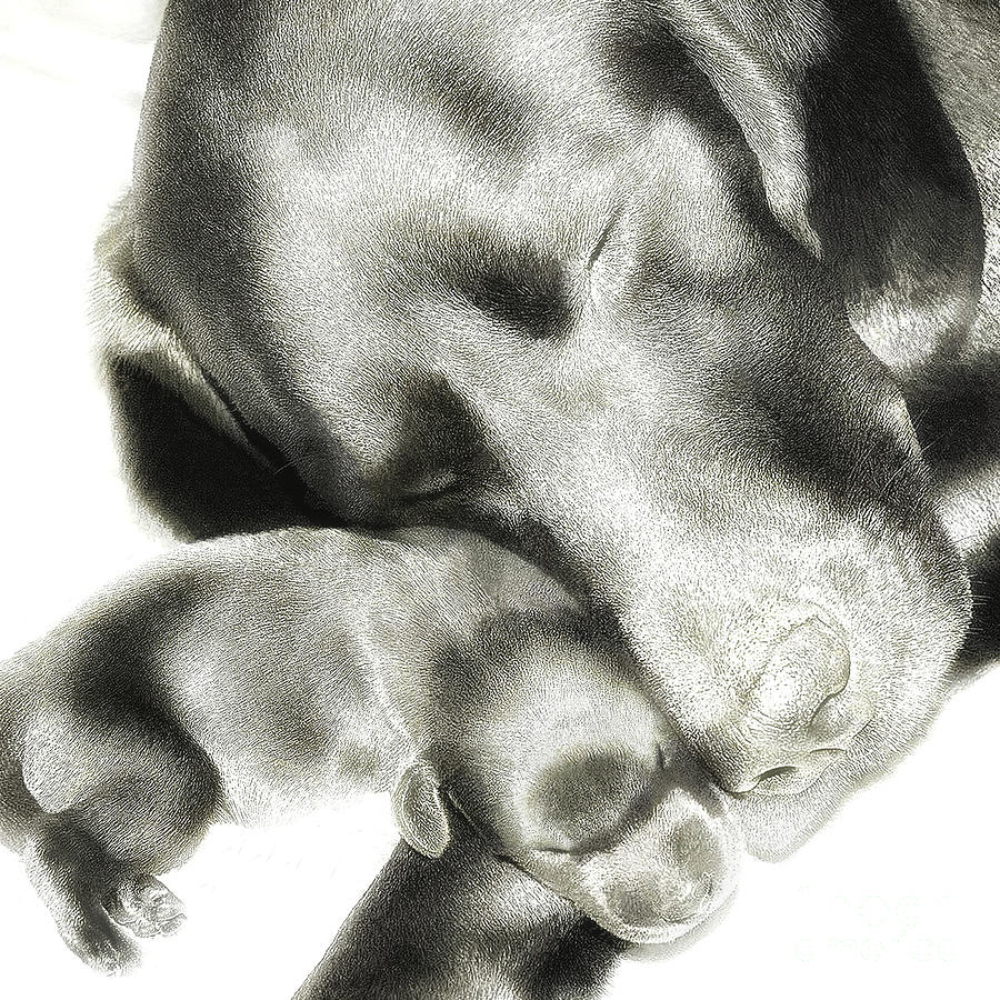 Dog Photograph - Mothers Love by Shelley  Stockton Wynn