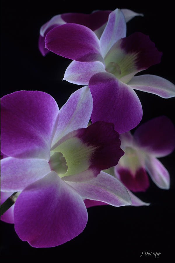Mothers Orchid Photograph by Janet DeLapp