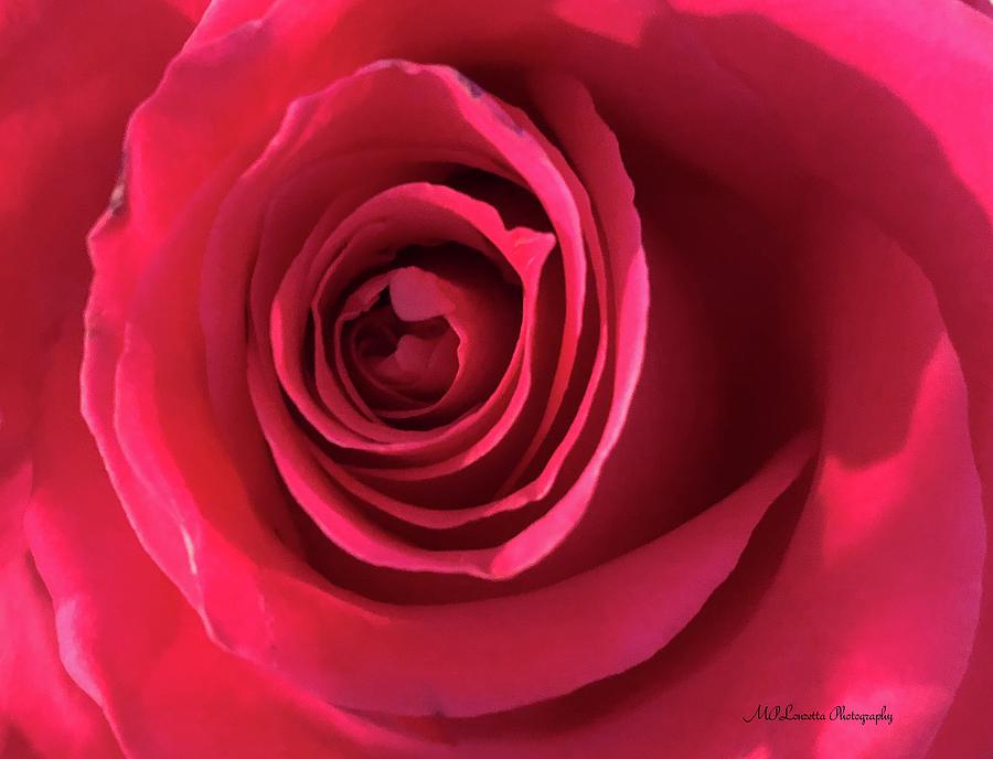 Mothers Rose Photograph by Marian Lonzetta