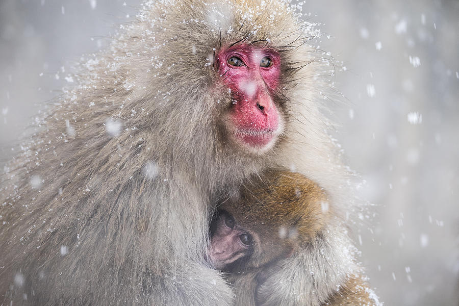 Nature Photograph - Mothers Warmth by Takeshi Marumoto