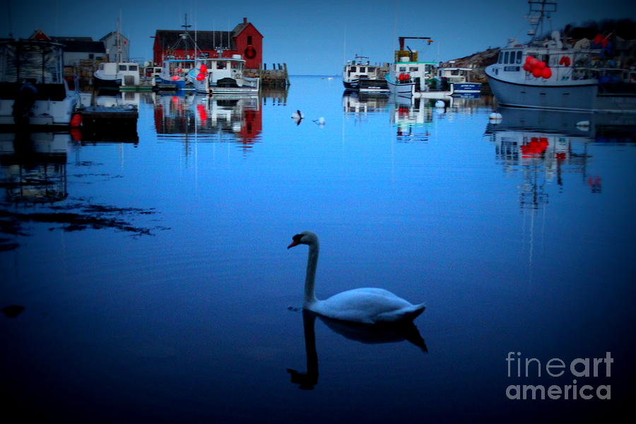 Swan Photograph - Motif #1 by Hanni Stoklosa