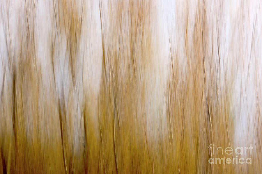 Motion blurred trees 1 Photograph by Vladi Alon
