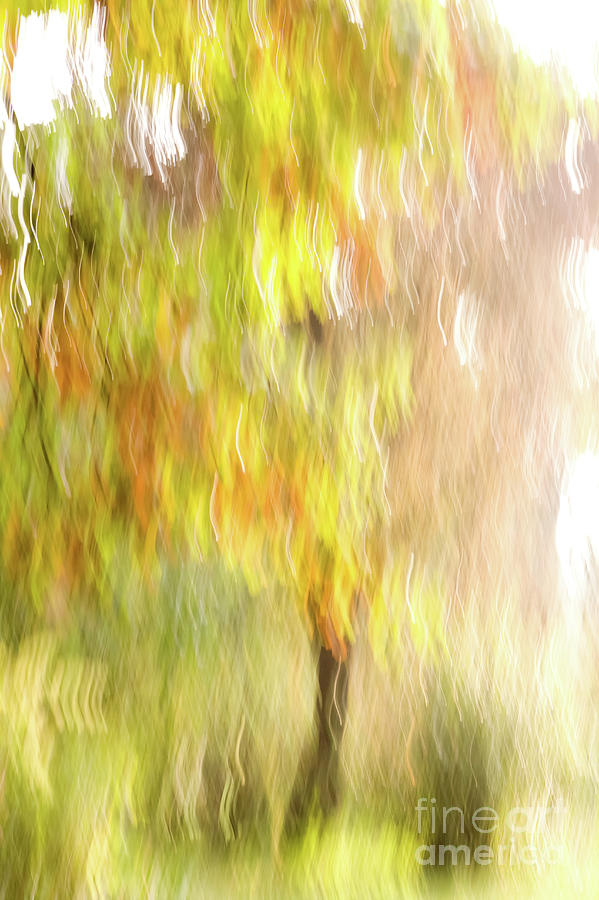 Motion blurred trees  Photograph by Vladi Alon