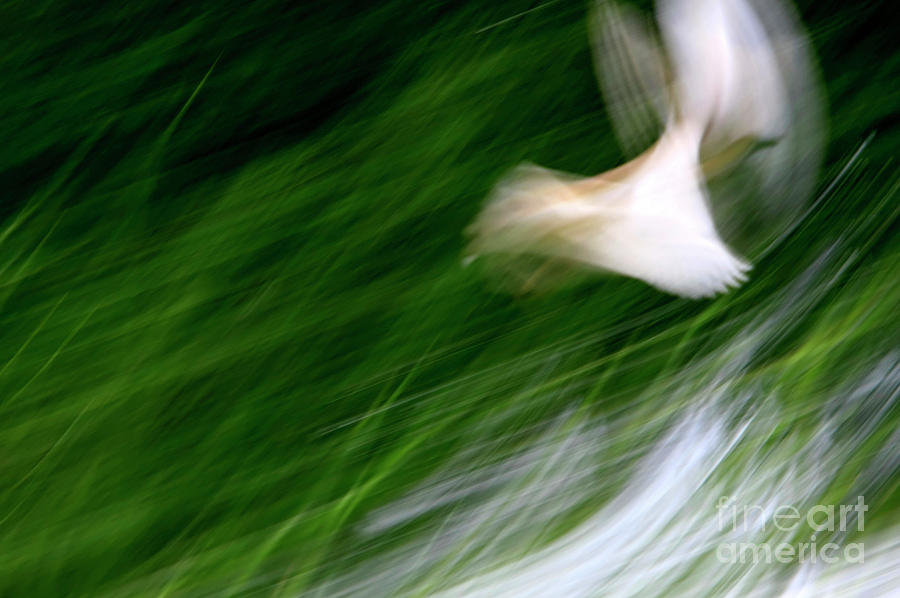 Motion Blurred White Bird Photograph by Vladi Alon