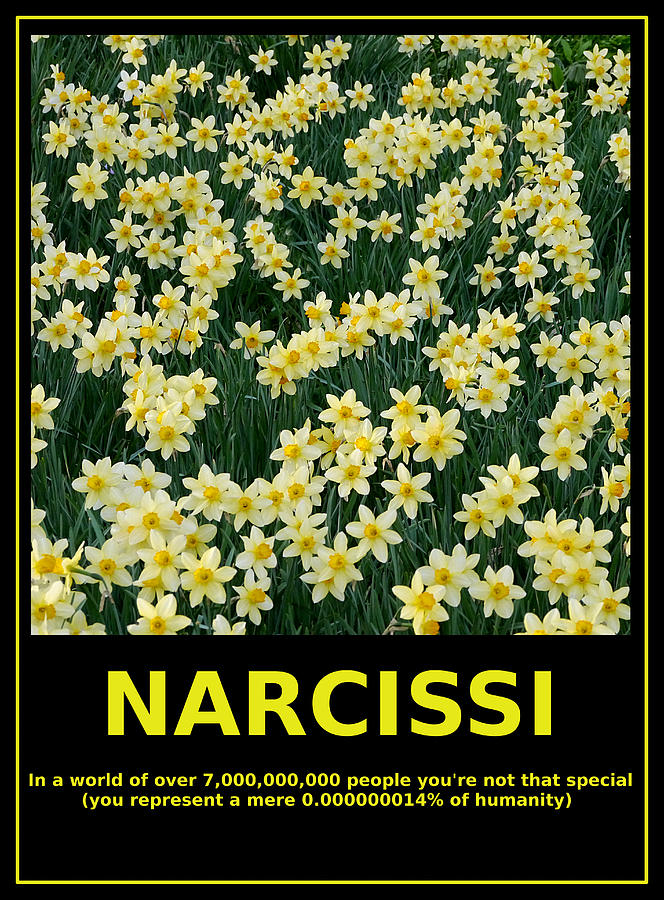 Motivational Irony - Narcissi Perspective Photograph by Richard Reeve