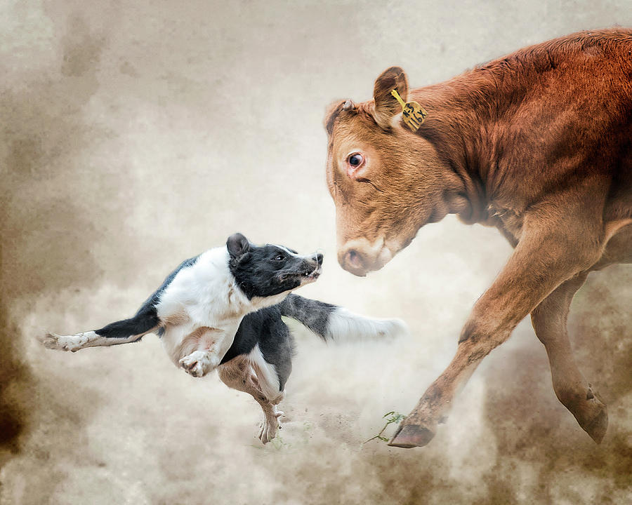 Cow Photograph - Motivational Skills by Ron McGinnis